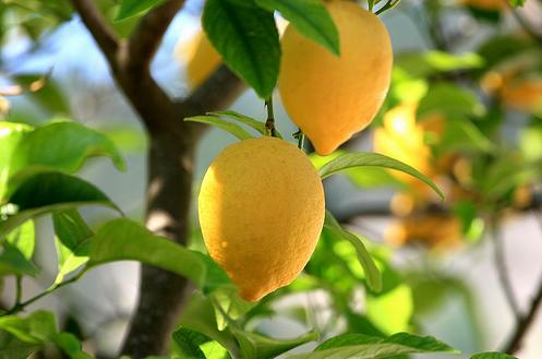 jus-de-citron