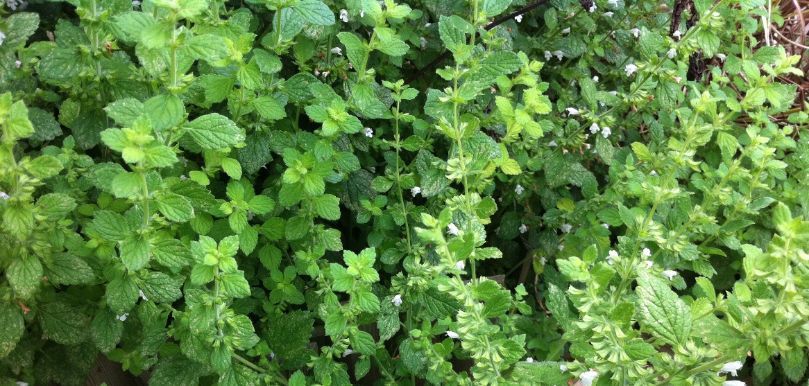 Mettez Du Jus De Melisse Dans Vos Jus De Legumes Et De Fruits